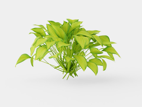 Hosta Stained Glass Bladlilje 3D मॉडल