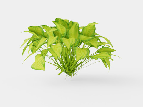 Hosta Stained Glass Bladlilje 3D मॉडल