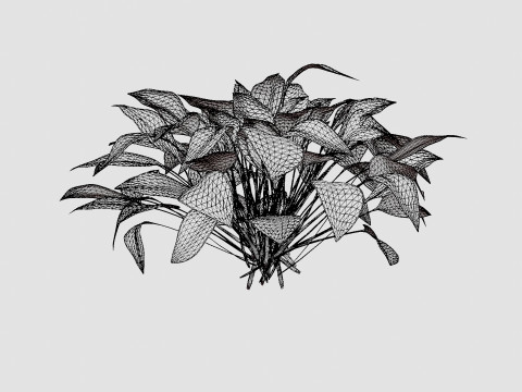 Hosta Stained Glass Bladlilje 3D मॉडल