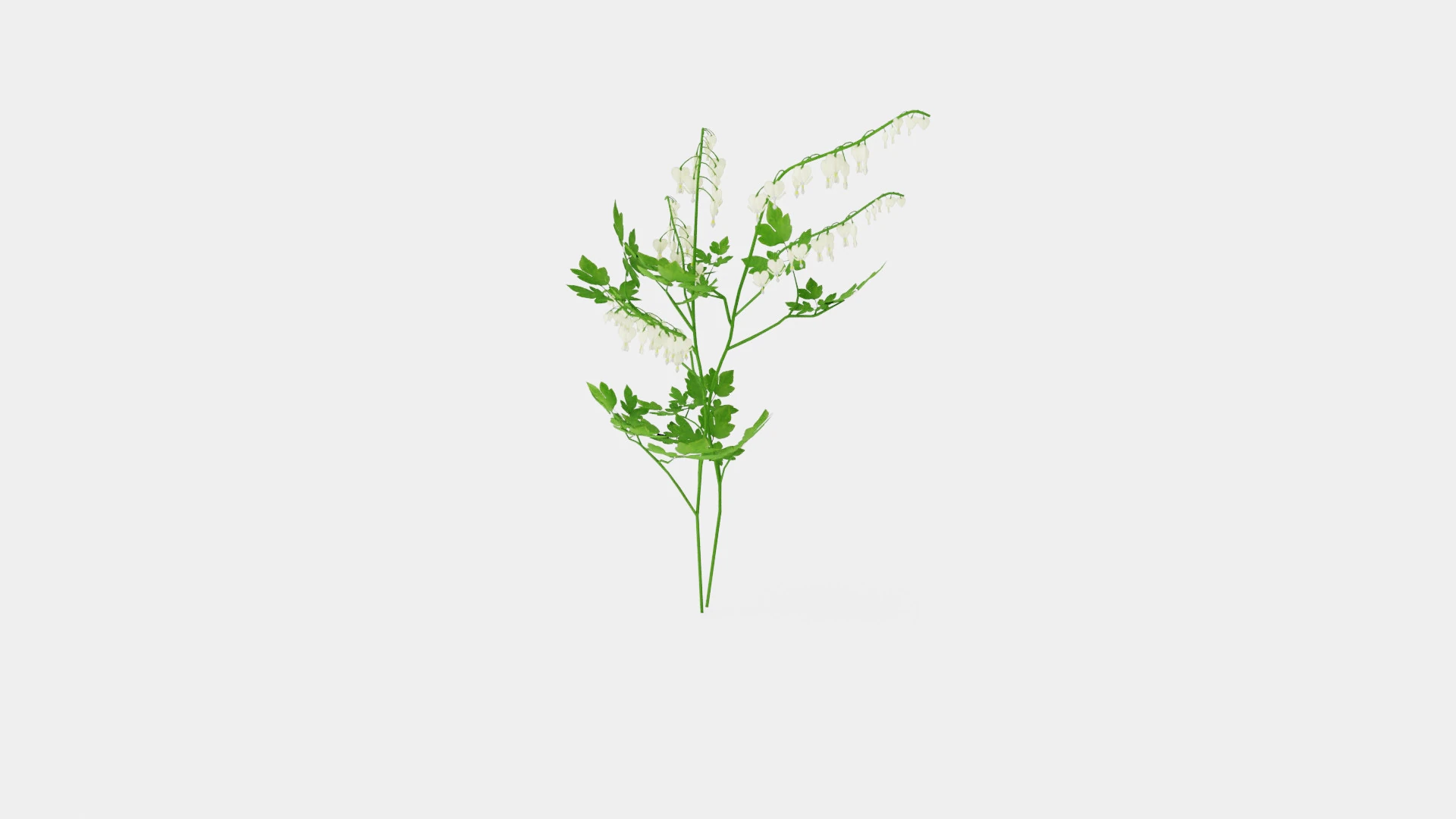 Dicentra spectabilis Alba Loytnantshjerte 3D Model .c4d .max .obj .3ds .fbx .stl .blend 