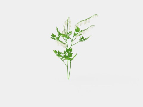 Dicentra spectabilis Alba Loytnantshjerte 3D Model