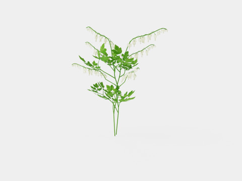 Dicentra spectabilis Alba Loytnantshjerte 3D मॉडल
