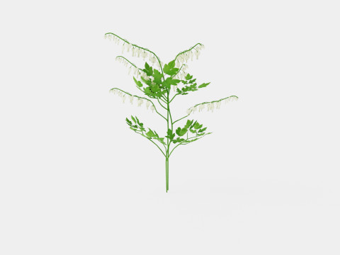 Dicentra spectabilis Alba Loytnantshjerte 3D मॉडल