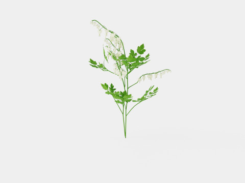 Dicentra spectabilis Alba Loytnantshjerte 3D मॉडल