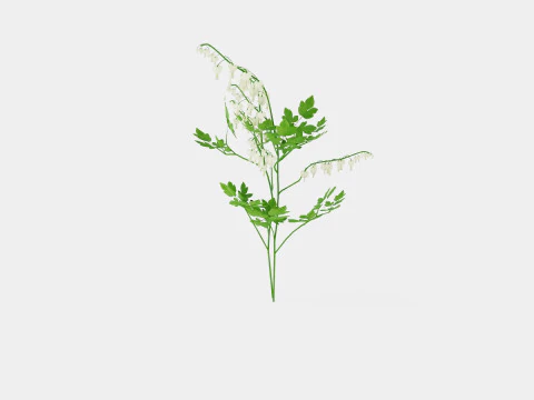 Dicentra spectabilis Alba Loytnantshjerte 3D Model
