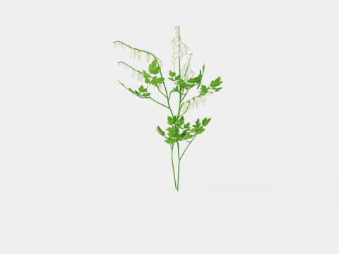Dicentra spectabilis Alba Loytnantshjerte 3D मॉडल