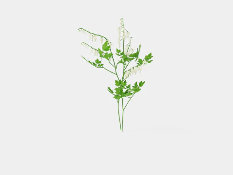 Dicentra spectabilis Alba Loytnantshjerte 3D Model