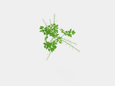 Dicentra spectabilis Alba Loytnantshjerte 3D मॉडल