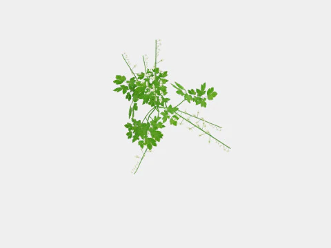 Dicentra spectabilis Alba Loytnantshjerte 3D Model