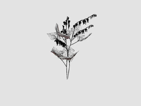 Dicentra spectabilis Alba Loytnantshjerte 3D Model
