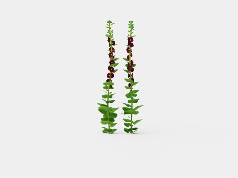 Alcea rosea Nigra Stokkrose 3D 모델