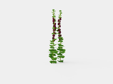 Alcea rosea Nigra Stokkrose 3D Model
