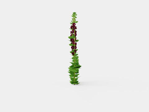 Alcea rosea Nigra Stokkrose 3D Model