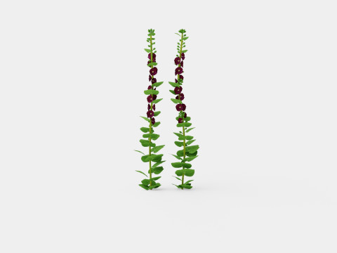 Alcea rosea Nigra Stokkrose 3D Model