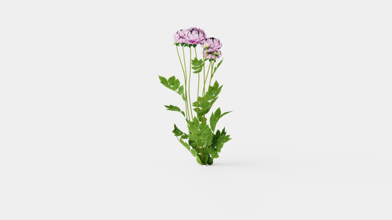 Paeonia lactiflora Alexander Fleming Pion or Peon Modelo 3D .c4d .max .obj .3ds .fbx .stl .blend