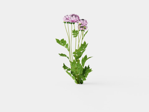 Paeonia lactiflora Alexander Fleming Pion or Peon 3D Модель