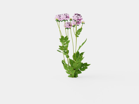 Paeonia lactiflora Alexander Fleming Pion or Peon Modelo 3D