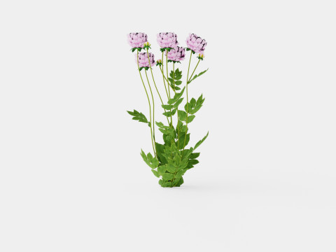 Paeonia lactiflora Alexander Fleming Pion or Peon Modelo 3D