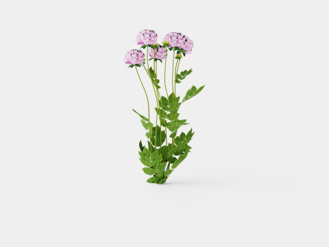 Paeonia lactiflora Alexander Fleming Pion or Peon Modelo 3D
