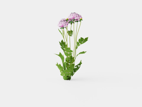 Paeonia lactiflora Alexander Fleming Pion or Peon Modelo 3D