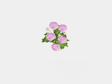 Paeonia lactiflora Alexander Fleming Pion or Peon Modelo 3D