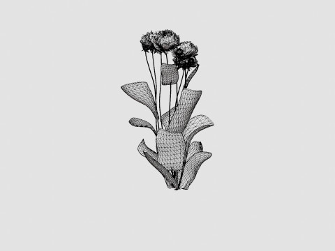 Paeonia lactiflora Alexander Fleming Pion or Peon Modelo 3D