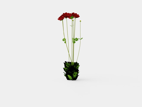 Chocolate Cosmos Atrosanguineus 3D Model