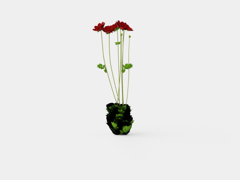 Chocolate Cosmos Atrosanguineus 3D Model
