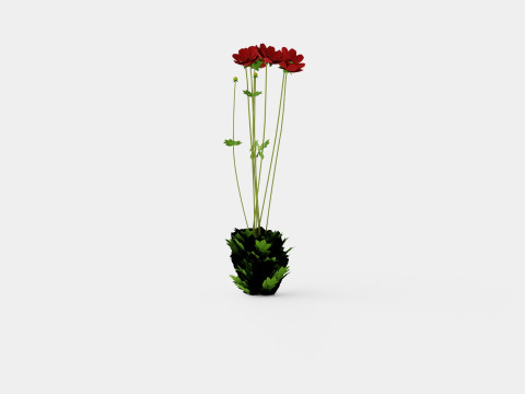 Chocolate Cosmos Atrosanguineus 3D Model