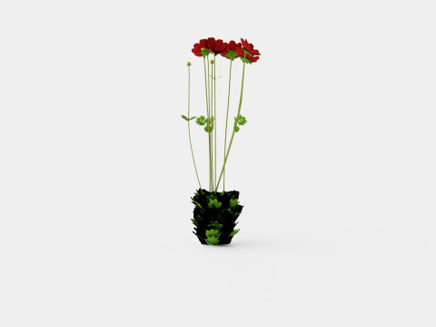 Chocolate Cosmos Atrosanguineus 3D Model