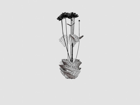 Chocolate Cosmos Atrosanguineus 3D Model