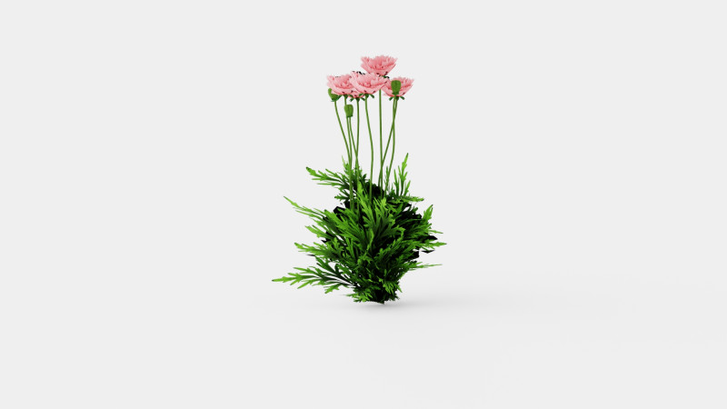 Papaver orientale Fornsott Summer Orientvalmue 3D Model .c4d .max .obj .3ds .fbx .stl .blend