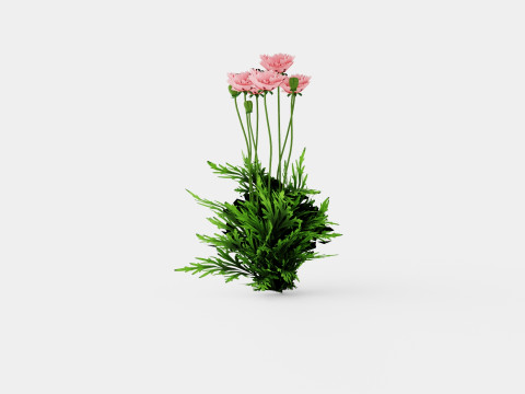 Papaver orientale Fornsott Summer Orientvalmue 3D-Modell