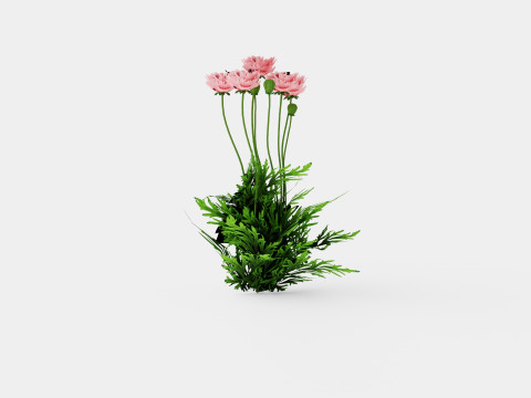 Papaver orientale Fornsott Summer Orientvalmue 3D Model