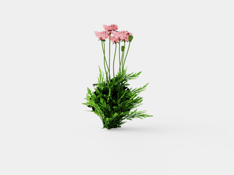 Papaver orientale Fornsott Summer Orientvalmue 3D Model
