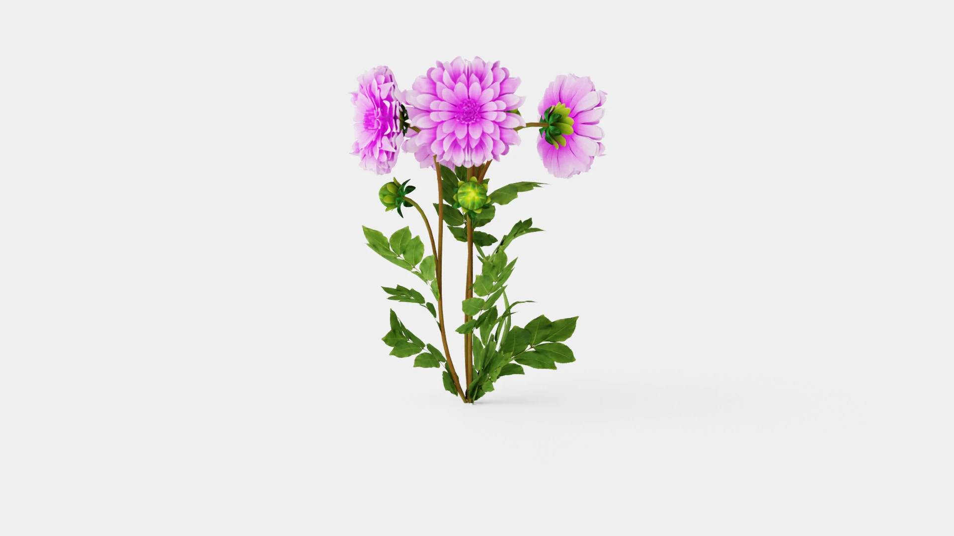 Dahlia Lavender Perfection 3D Model .c4d .max .obj .3ds .fbx .stl .blend 