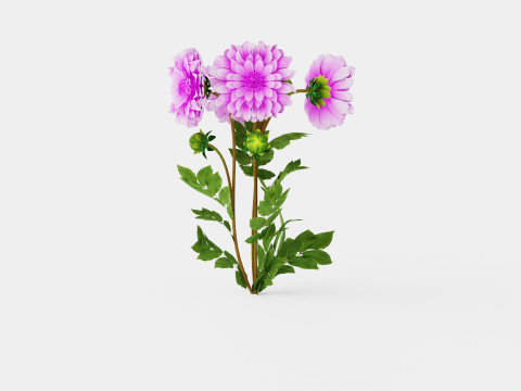 Dahlia Lavender Perfection 3D Model