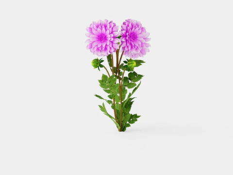 Dahlia Lavender Perfection 3D Model