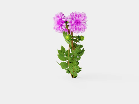 Dahlia Lavender Perfection 3D Model