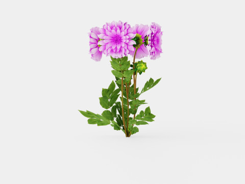 Dahlia Lavender Perfection Modelo 3D