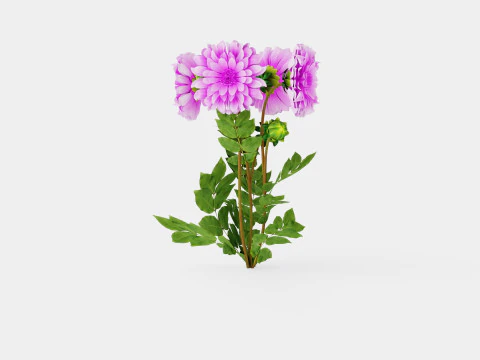Dahlia Lavender Perfection 3D Model