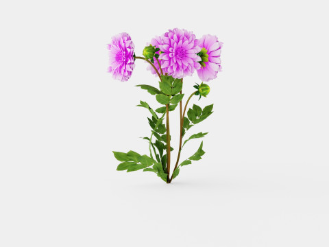 Dahlia Lavender Perfection Modelo 3D