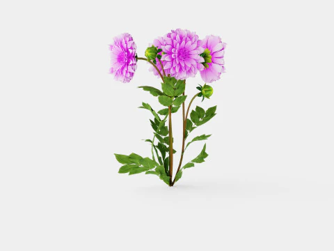 Dahlia Lavender Perfection 3D Model