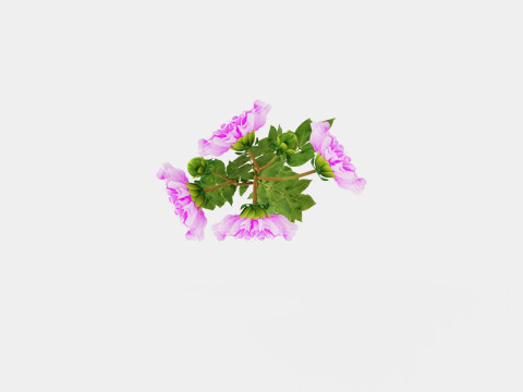 Dahlia Lavender Perfection Modelo 3D