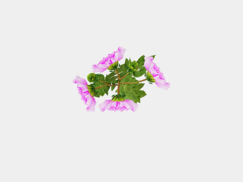 Dahlia Lavender Perfection 3D Model