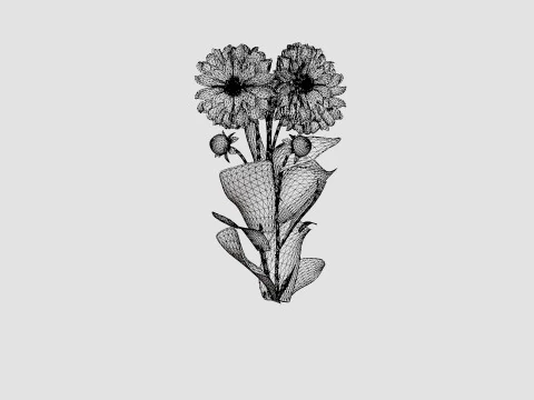Dahlia Lavender Perfection 3D Model
