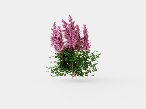 Astilbe chinensis Maggie Daley Chinese Astilbe 3D Model
