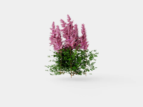 Astilbe chinensis Maggie Daley Chińska Astilbe Model 3D