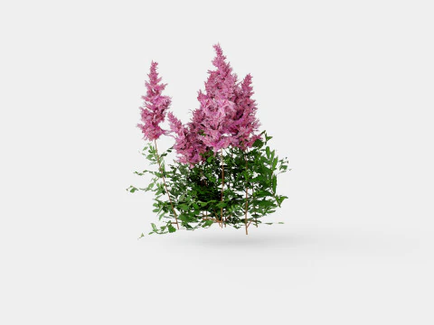 Astilbe chinensis Maggie Daley Chinese Astilbe 3D Model