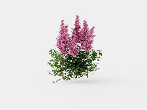 Astilbe chinensis Maggie Daley Chinese Astilbe Model 3D